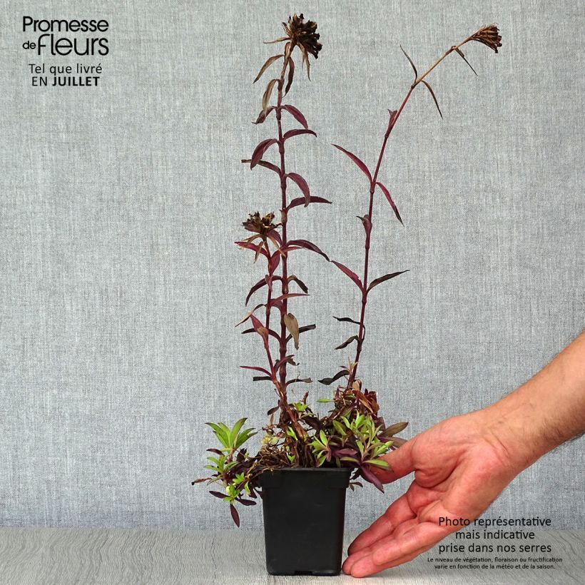 Esemplare di Dianthus barbatus Nigrescens Sooty - Garofano dei poeti Vasetto da 7/8 cm consegnato in estate