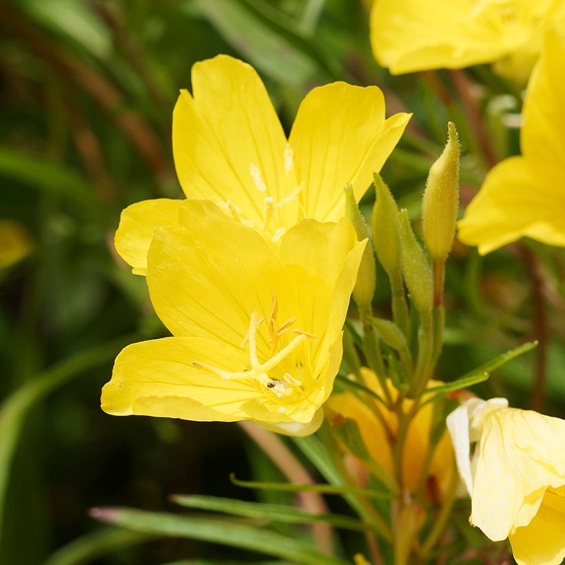 Oenothera fruticosa African Sun (Flowering)