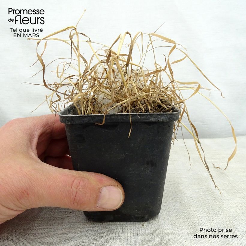 Oenothera fruticosa Camel Vasetto da 8/9 cm esemplare consegnato in primavera