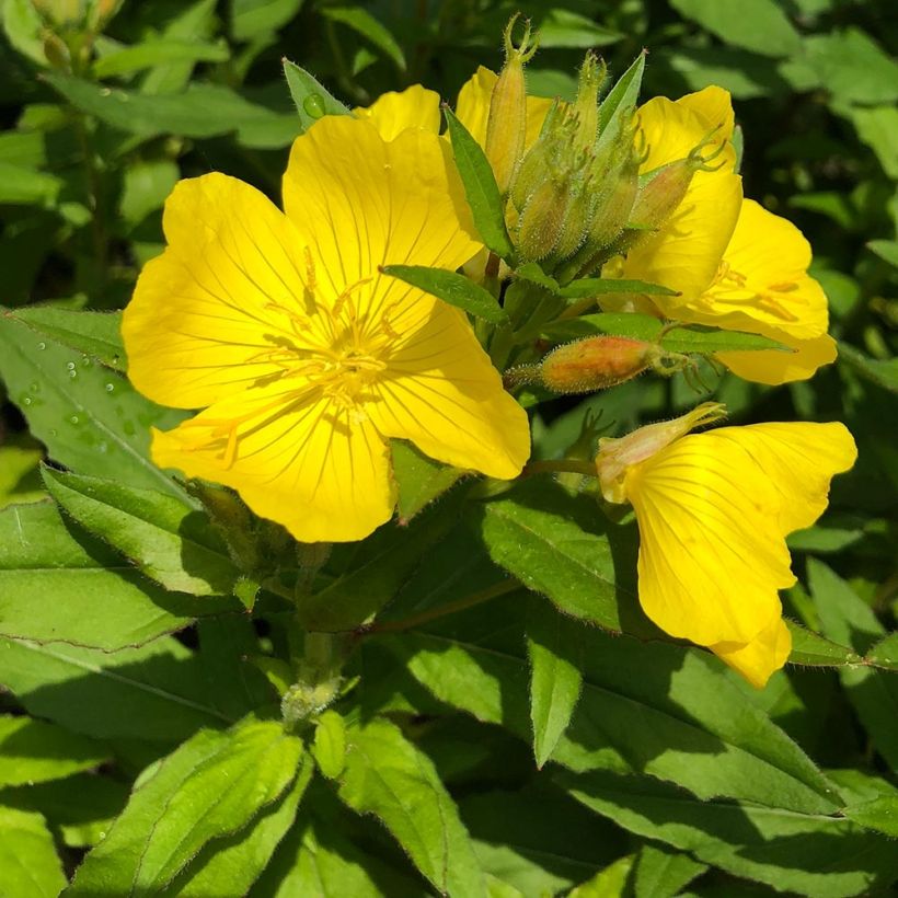 Oenothera fruticosa Michelle Ploeger (Flowering)