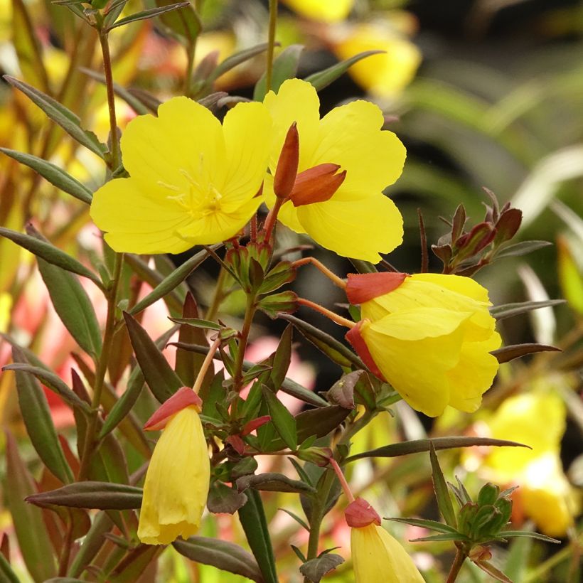 Oenothera fruticosa Sonnenwende (Fioritura)