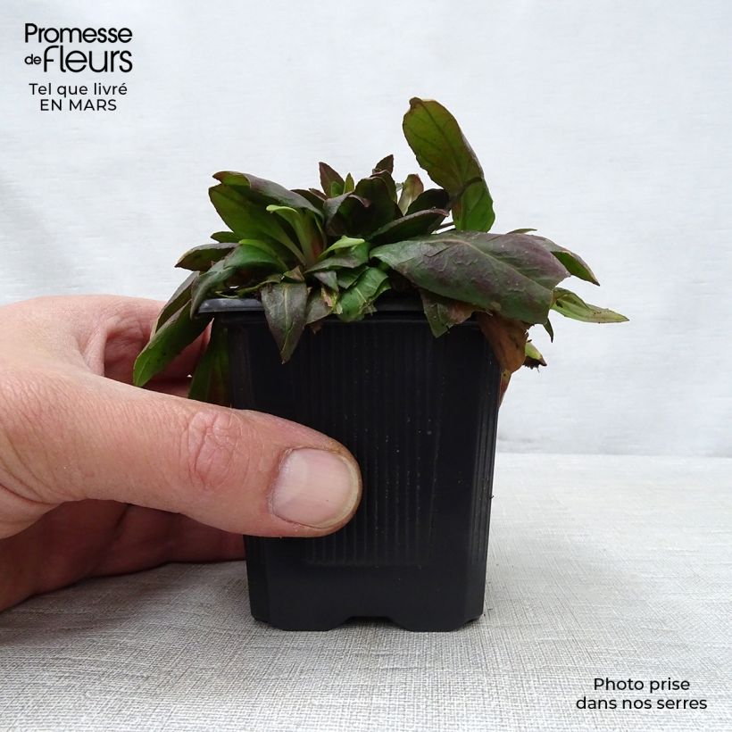 Oenothera fruticosa Sonnenwende Vasetto da 8/9 cm esemplare consegnato in primavera