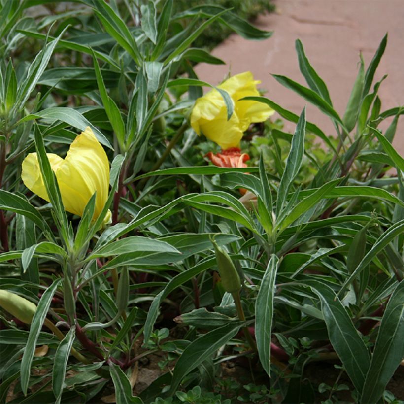 Oenothera missouriensis (Foliage)
