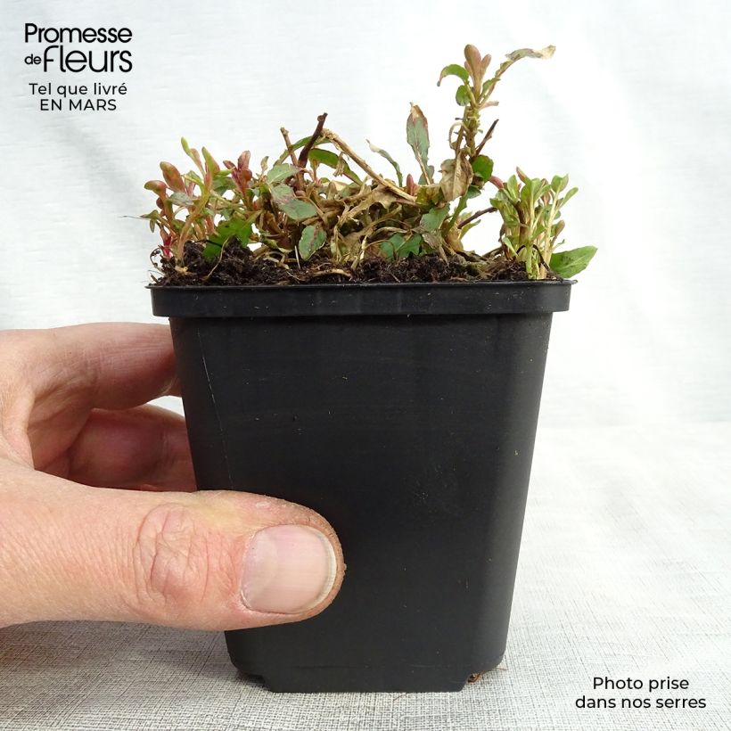 Oenothera speciosa Siskiyou Vasetto da 8/9 cm esemplare consegnato in primavera