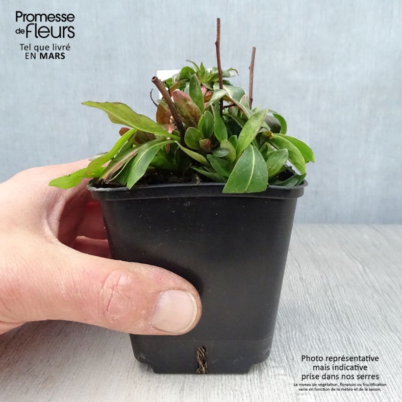 Oenothera tetragona Vasetto da 8/9 cm esemplare consegnato in primavera