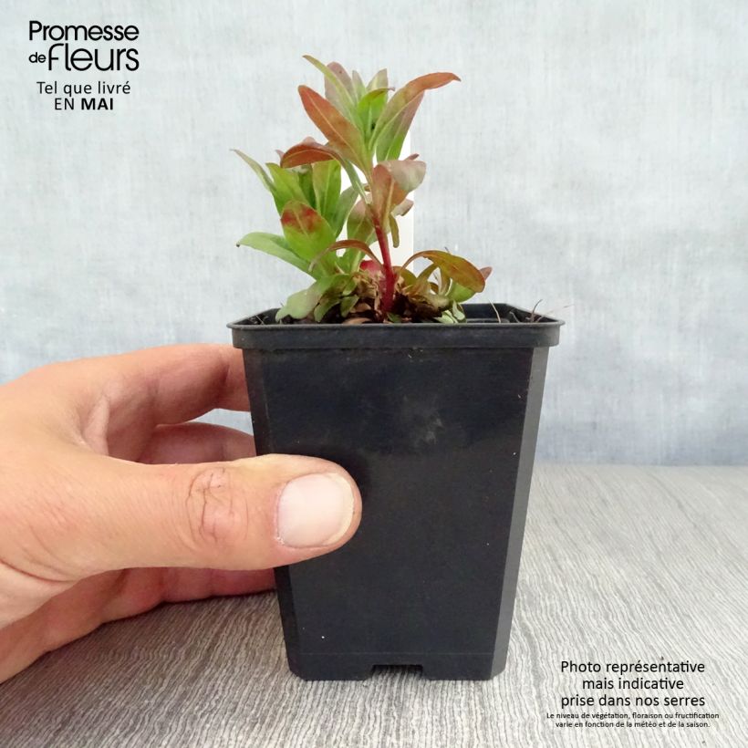 Example of Oenothera fruticosa Michelle Ploeger Vasetto da 8/9 cm as you get in printemps