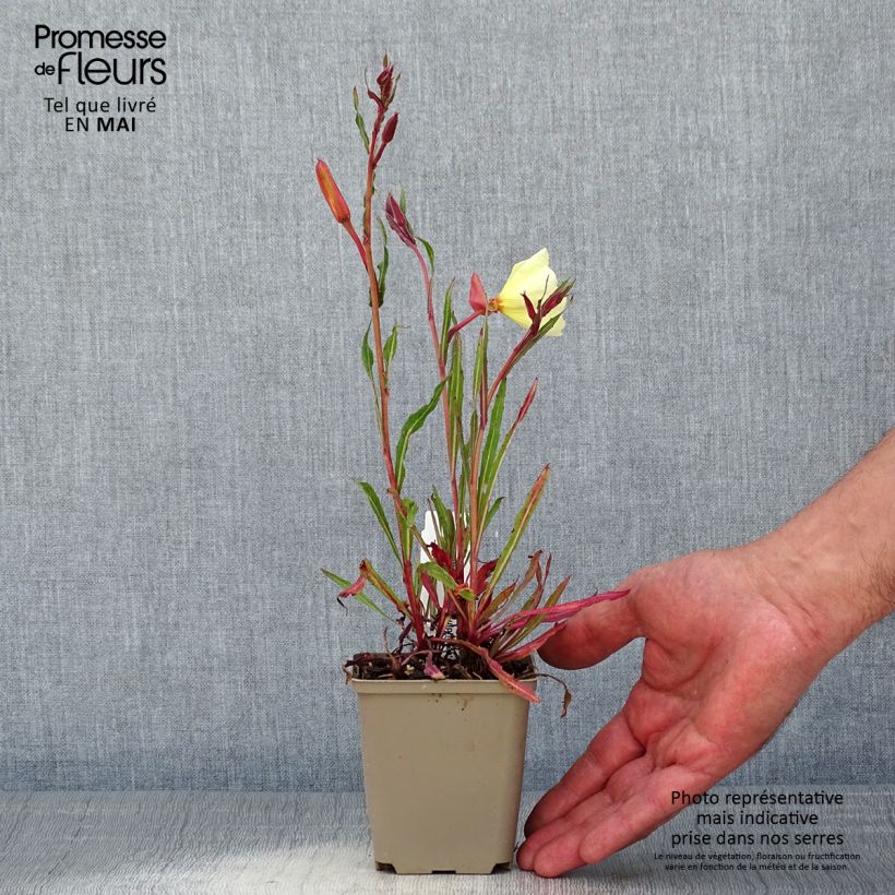 Oenothera stricta Sulphurea Vasetto da 8/9 cm esemplare consegnato in primavera