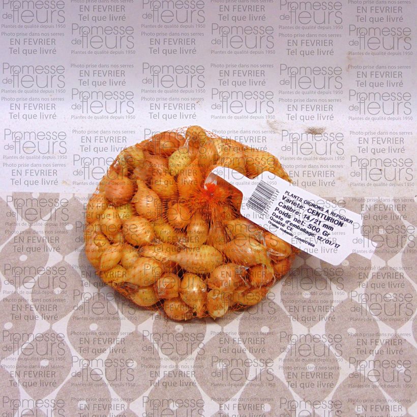 Example of Cipolla Centurion Pezzo taglia 14/21 mm as you get