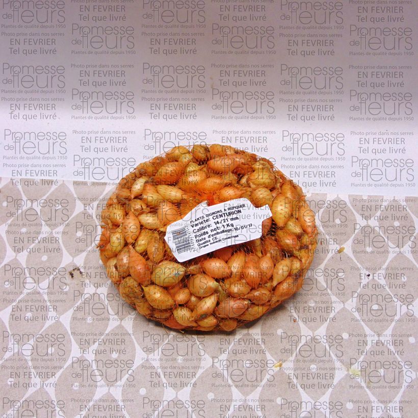 Example of Cipolla Centurion Pezzo taglia 14/21 mm as you get