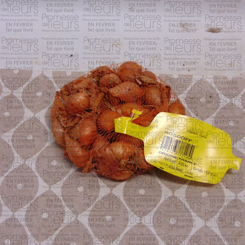 Esempio di esemplare Cipolla rosa Keravel Pezzo taglia 17/22 mm come consegnato