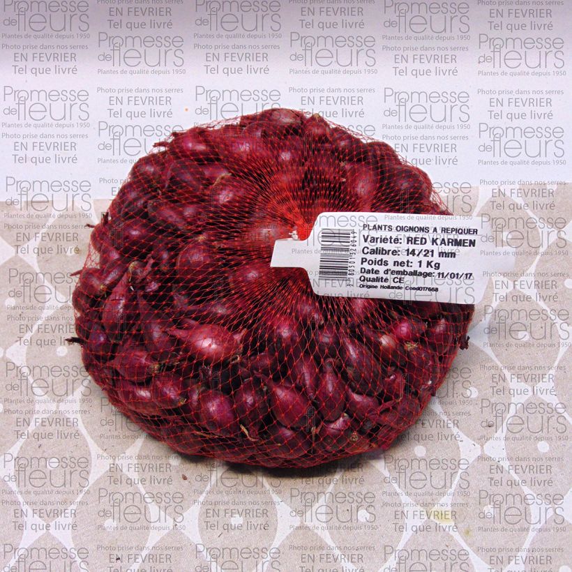 Esempio di esemplare Cipolla Red Karmen Pezzo taglia 14/21 mm come consegnato