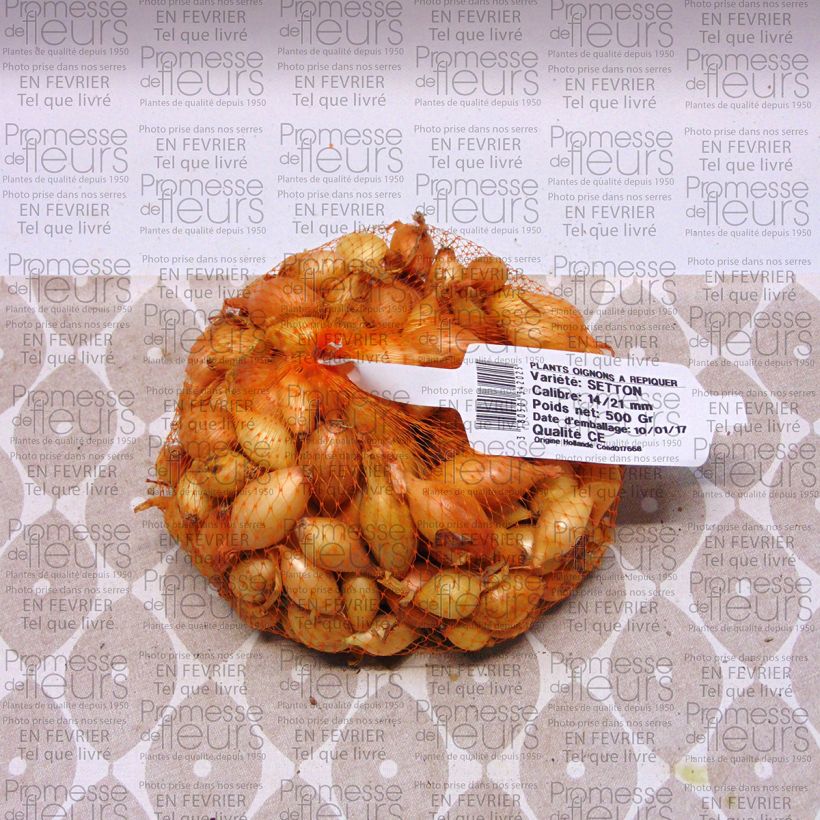 Example of Cipolla Setton Pezzo taglia 14/21 mm as you get