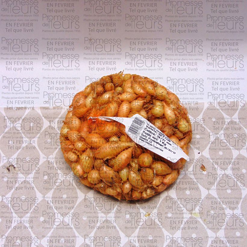 Example of Cipolla Setton Pezzo taglia 14/21 mm as you get