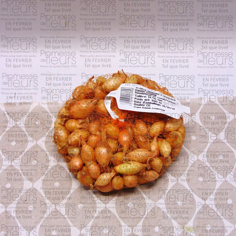 Example of Cipolla Sturon Pezzo taglia 14/21 mm as you get