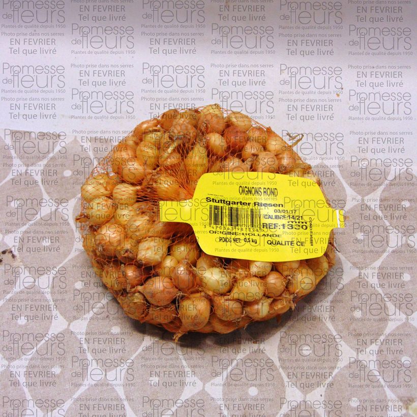 Example of Cipolla Stuttgarter Riesen Pezzo taglia 14/21 mm as you get