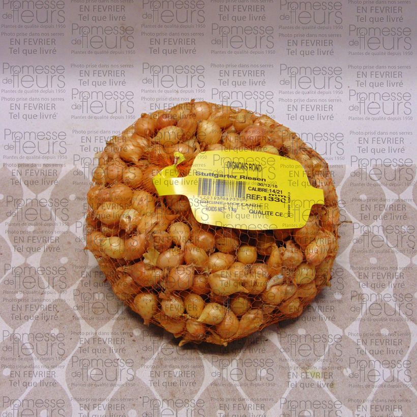 Example of Cipolla Stuttgarter Riesen Pezzo taglia 14/21 mm as you get