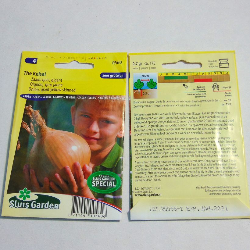 Esempio di esemplare Cipolla The Kelsae sacchetto di 175 semi circa come consegnato