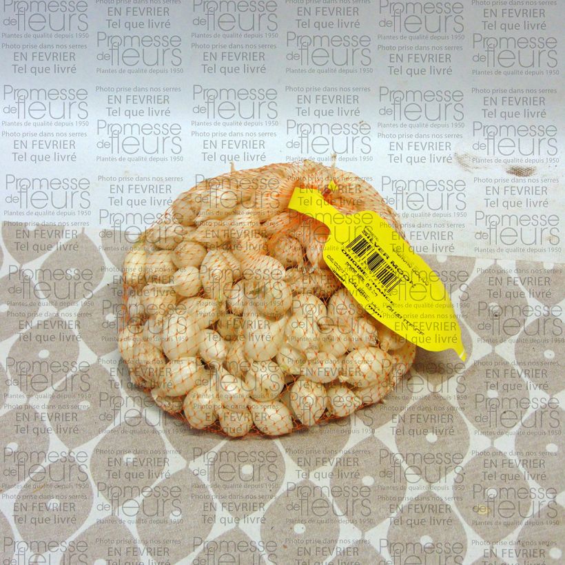 Esempio di esemplare Cipolla bianca Pezzo taglia 14/21 mm come consegnato