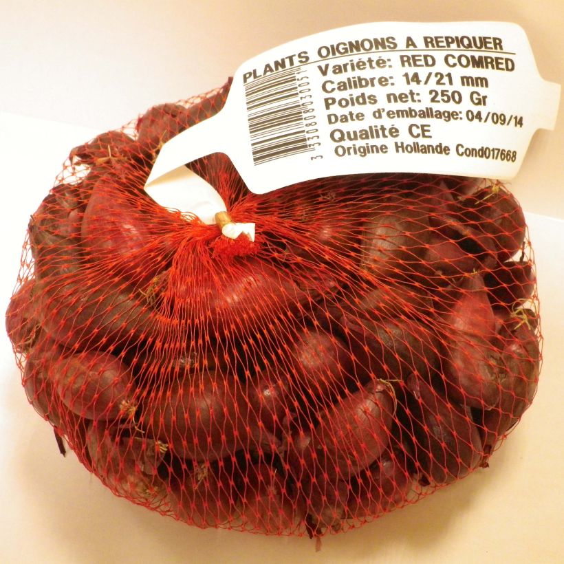 Esempio di esemplare Cipolla rossa Noordhollandse Bloedrode Pezzo taglia 14/21 mm come consegnato