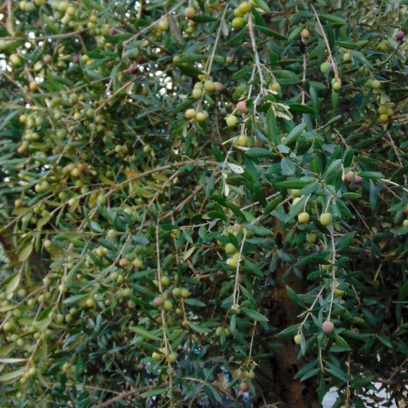Olea europaea (alberello) - Olivo (Foliage)