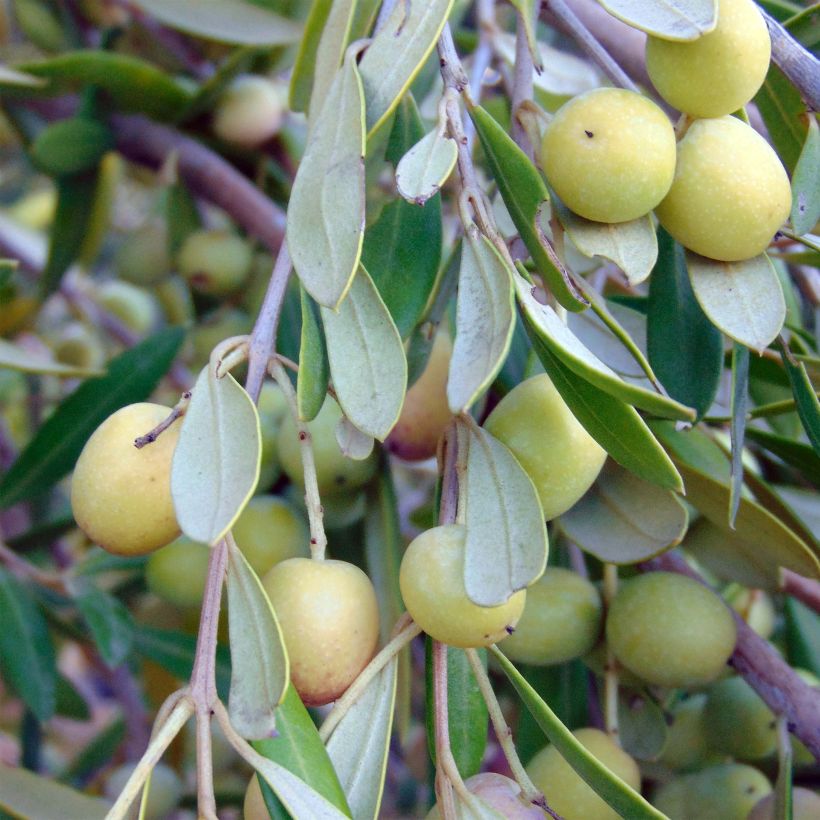 Olea europaea (alberello) - Olivo (Harvest)