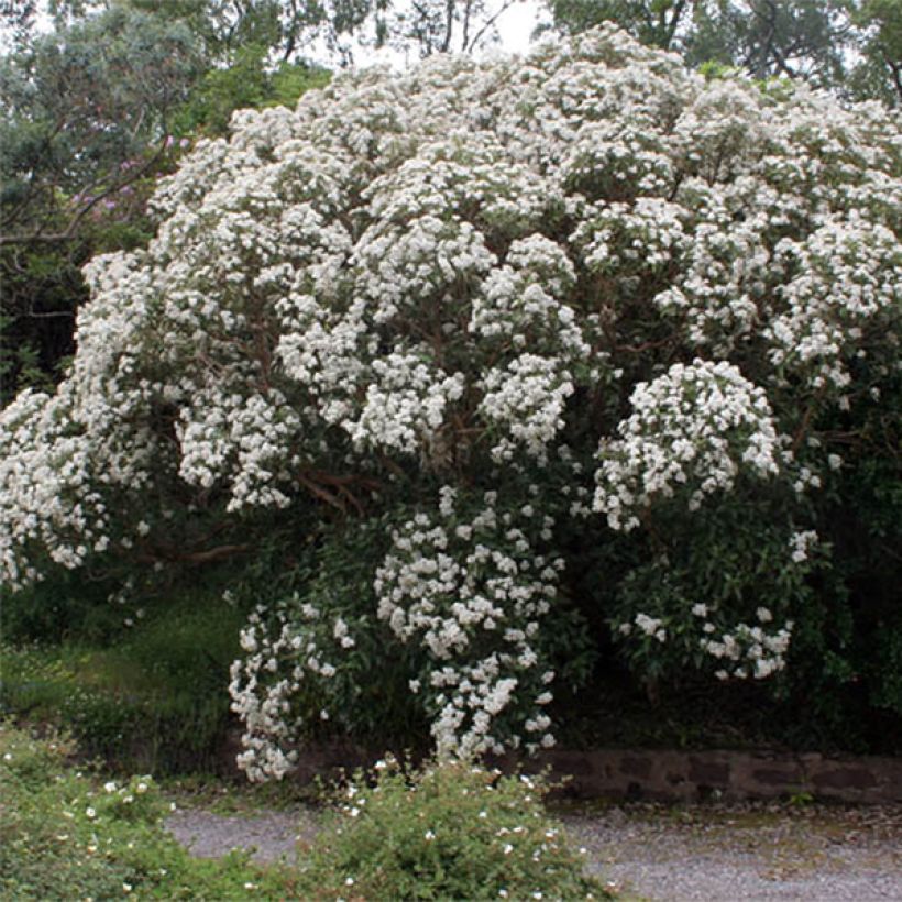 Olearia macrodonta Major (Flowering)