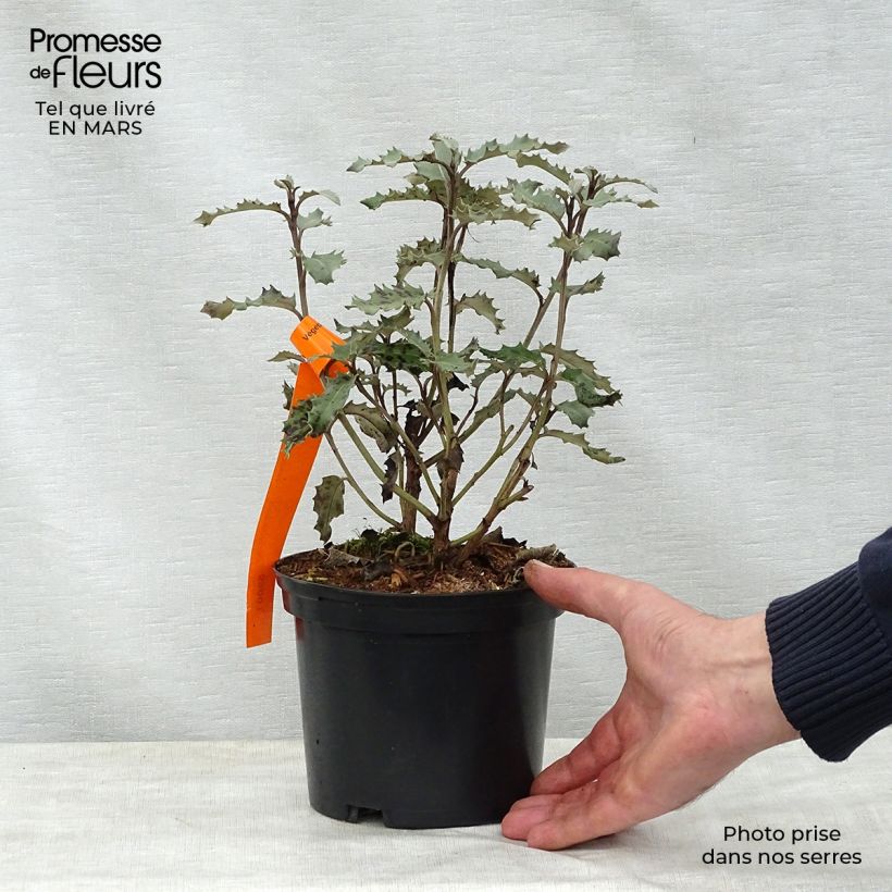 Example of Olearia macrodonta Major Vaso da 2L/3L as you get in printemps