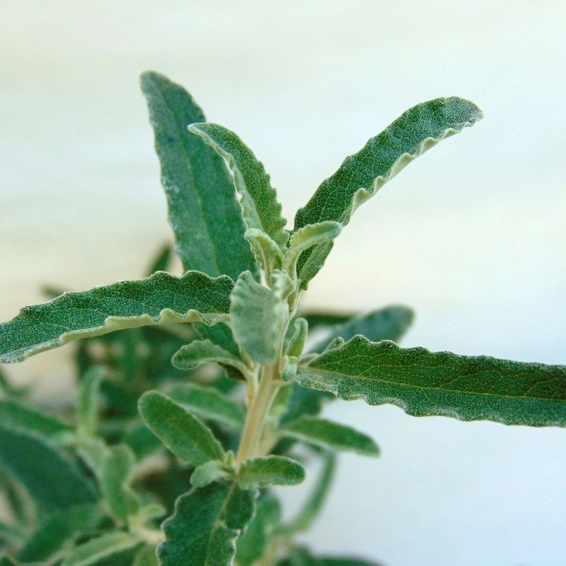 Olearia scilloniensis (Fogliame)