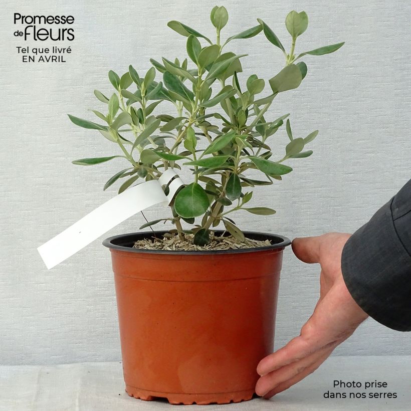 Example of Olearia traversii Vaso da 2L/3L as you get in printemps