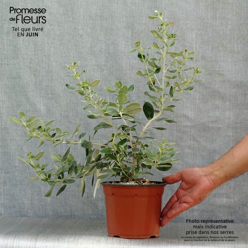 Esemplare di Olearia traversii Vaso da 2L/3L consegnato in estate