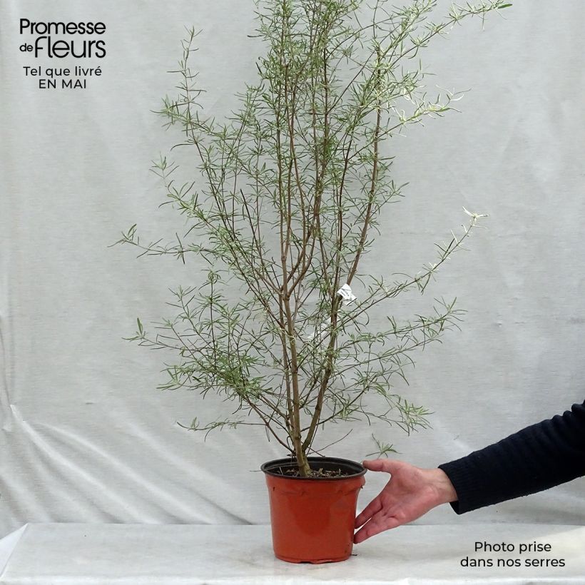 Example of Olearia virgata Vaso da 2L/3L as you get in printemps