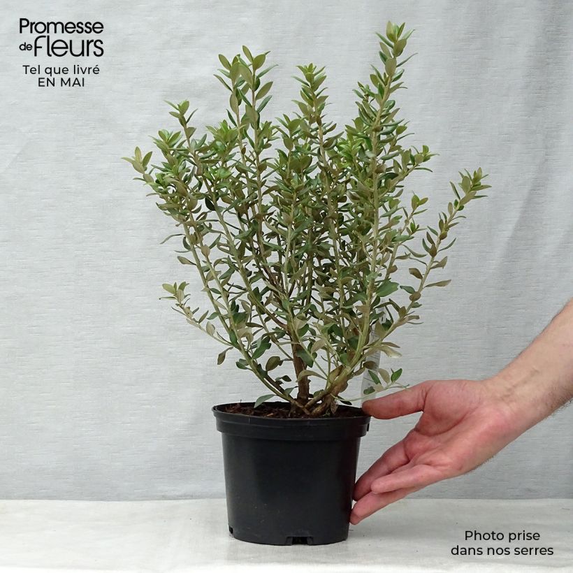 Example of Olearia haastii Vaso da 2L/3L as you get in printemps
