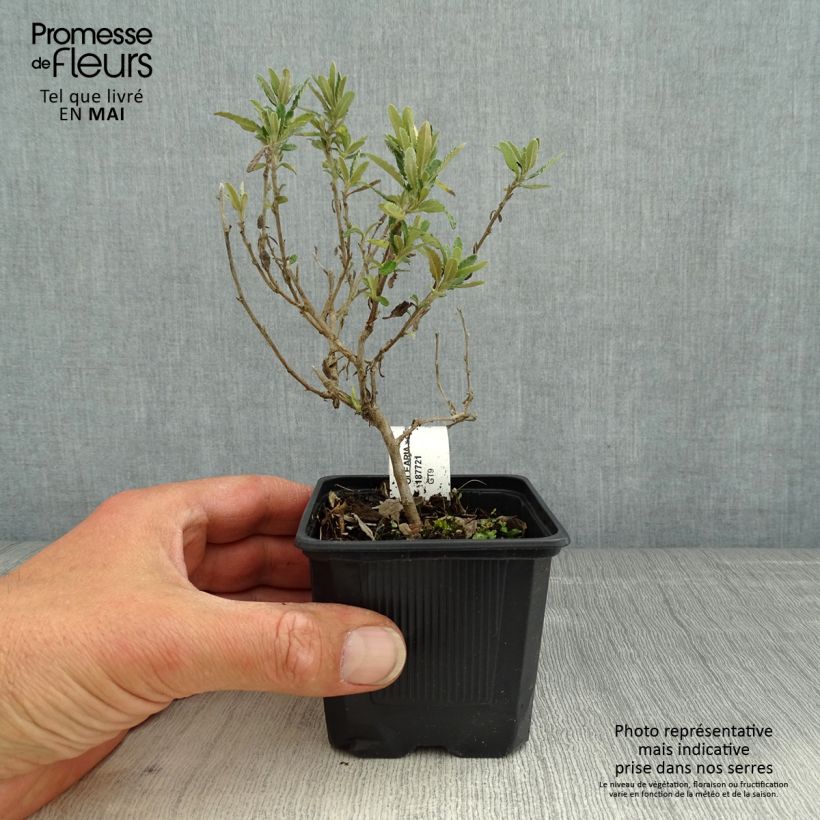 Example of Olearia scilloniensis Compacta Vasetto da 8/9 cm as you get in printemps