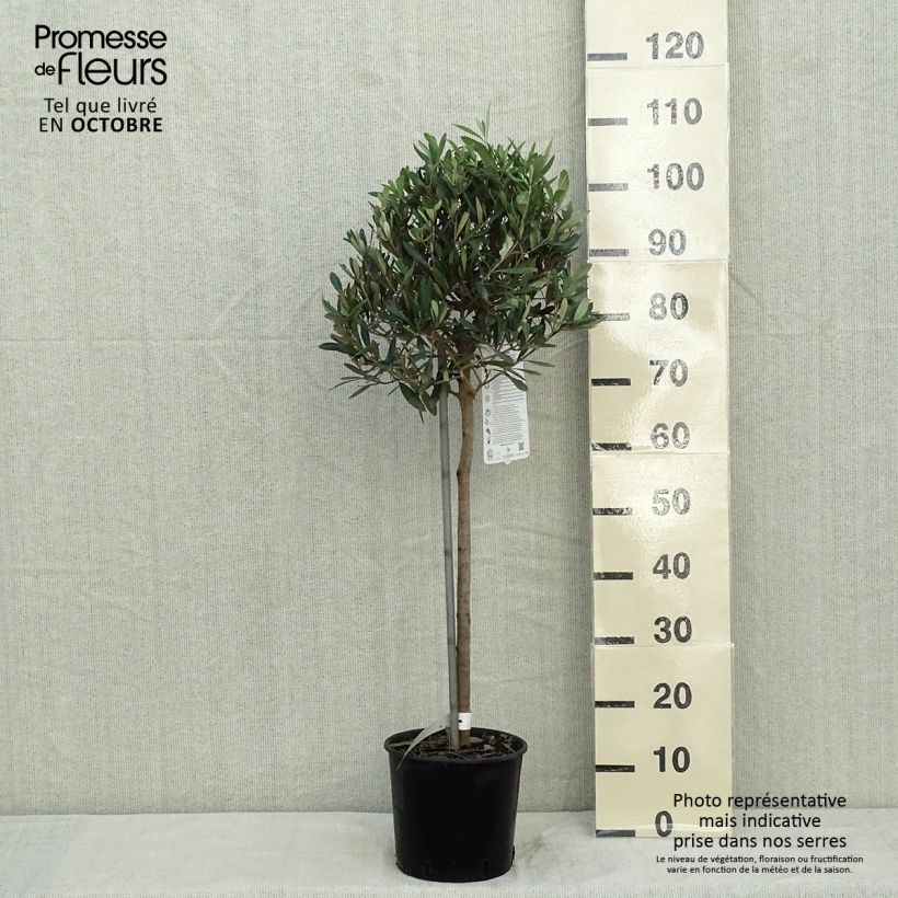 Esemplare di Olea europaea (alberello) - Olivo Vaso da 4L/5L, Vaso impalcato basso come consegnato in autunno