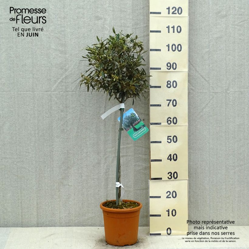 Esemplare di Olea europaea (alberello) - Olivo Vaso da 7,5L/10L, Vaso impalcato medio consegnato in estate