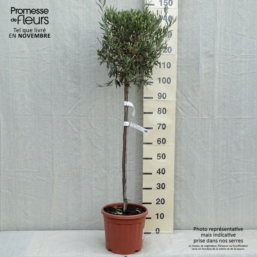 Esemplare di Olea europaea (alberello) - Olivo Vaso da 7,5L/10L, Vaso impalcato medio come consegnato in autunno