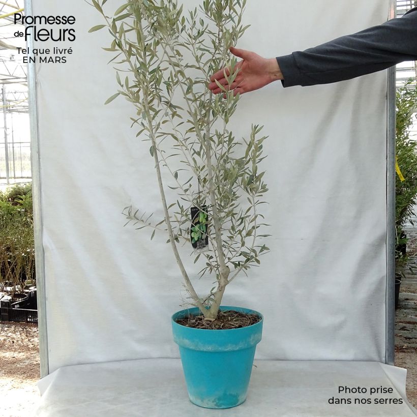 Olea europaea - Olivo Vaso da 7,5L/10L, A cespuglio esemplare consegnato in primavera