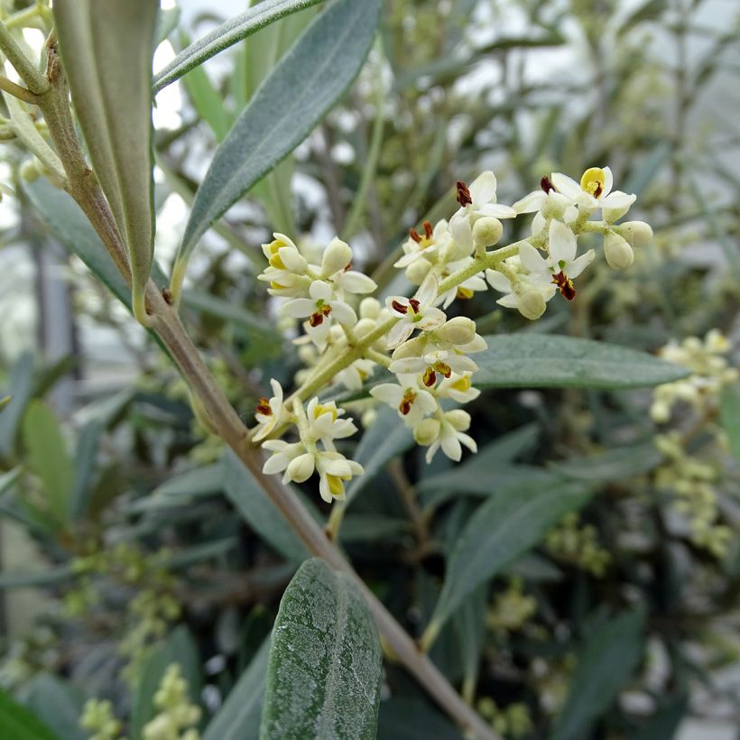 Olea europaea (alberello) - Olivo (Flowering)
