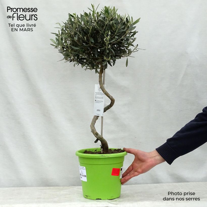 Example of Olea europaea (alberello) - Olivo Vaso da 4L/5L, Vaso impalcato as you get in printemps
