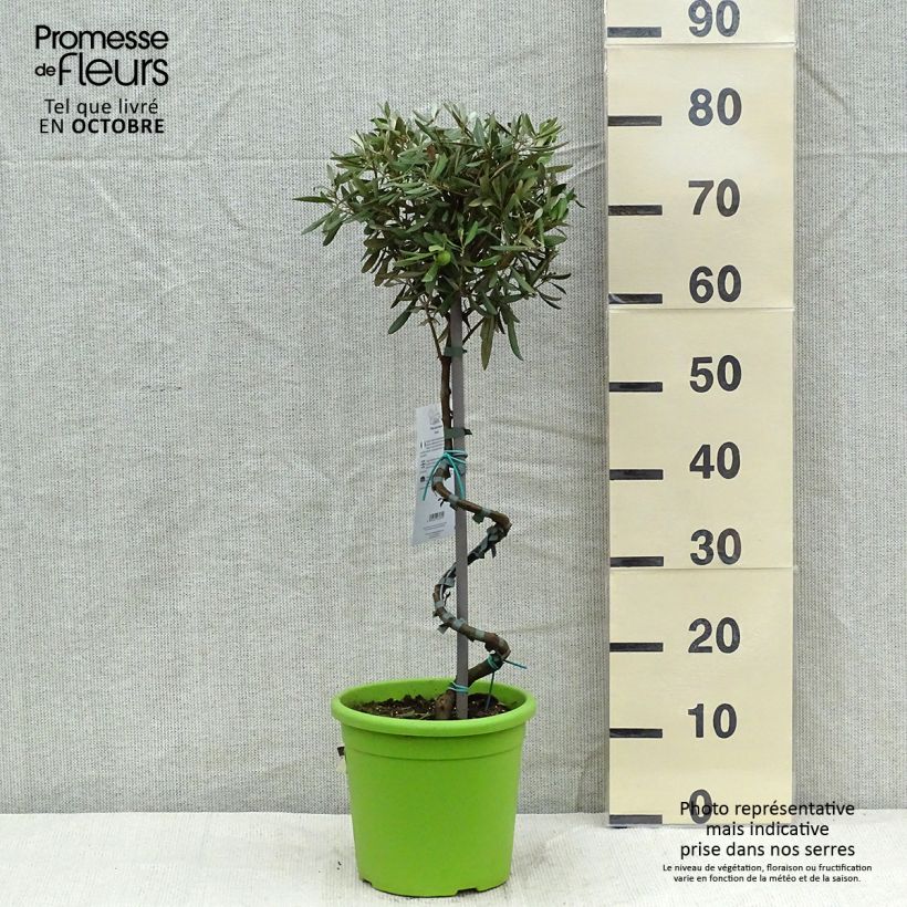 Esemplare di Olea europaea (alberello) - Olivo Vaso da 4L/5L, Vaso impalcato come consegnato in autunno