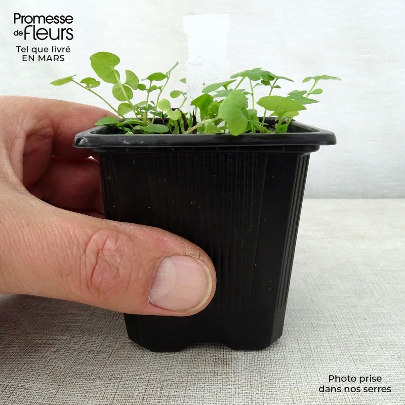 Omphalodes verna Alba - Borrana primaverile Vasetto da 8/9 cm esemplare consegnato in primavera