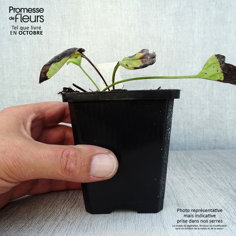 Esemplare di Omphalodes verna Alba - Borrana primaverile Vasetto da 8/9 cm come consegnato in autunno