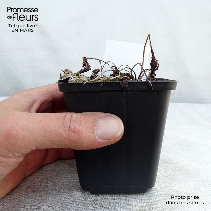 Example of Omphalodes verna - Borrana primaverile Vasetto da 8/9 cm as you get in printemps