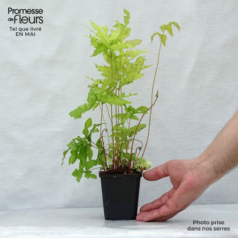 Example of Onoclea sensibilis Vasetto da 8/9 cm as you get in printemps