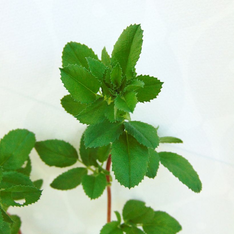 Ononis spinosa - Ononide spinosa (Foliage)