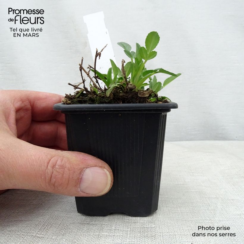 Example of Ononis spinosa - Ononide spinosa Vasetto da 8/9 cm as you get in printemps