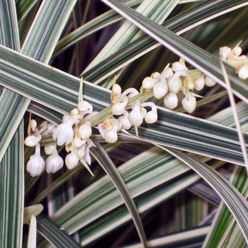 Ophiopogon jaburan Albo Variegata (Flowering)