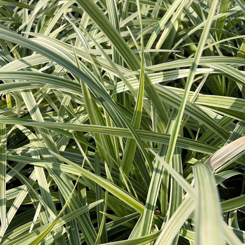 Ophiopogon jaburan Albo Variegata (Foliage)