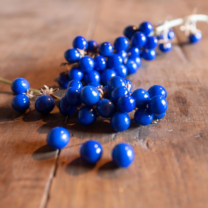 Ophiopogon jaburan Albo Variegata (Harvest)