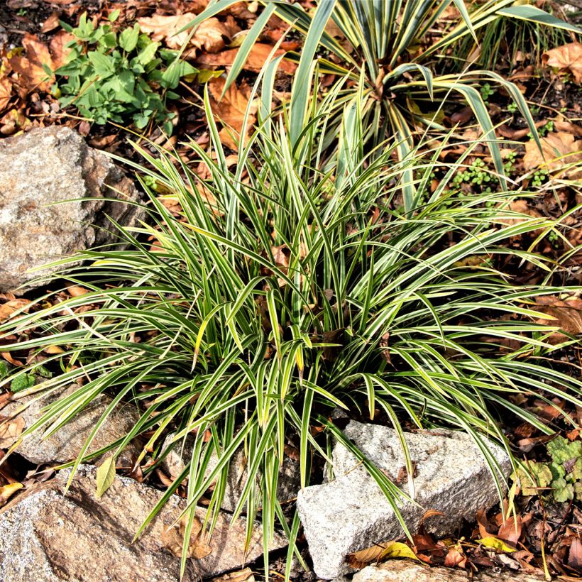 Ophiopogon jaburan Albo Variegata (Plant habit)